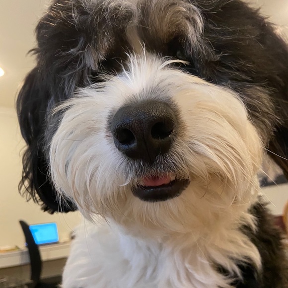 Meet your Posher, Danielle - Picture 1 of 1